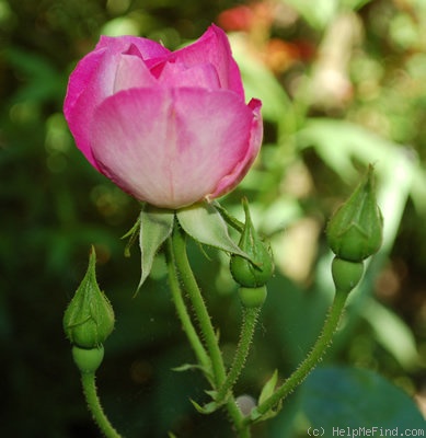 'Escapade ® (Floribunda, Harkness, 1962)' rose photo