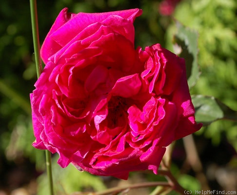 'Étincelante (hybrid tea, Chambard, 1913)' rose photo