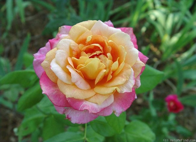 'World Peace ™ (hybrid tea, Perry, 1987)' rose photo