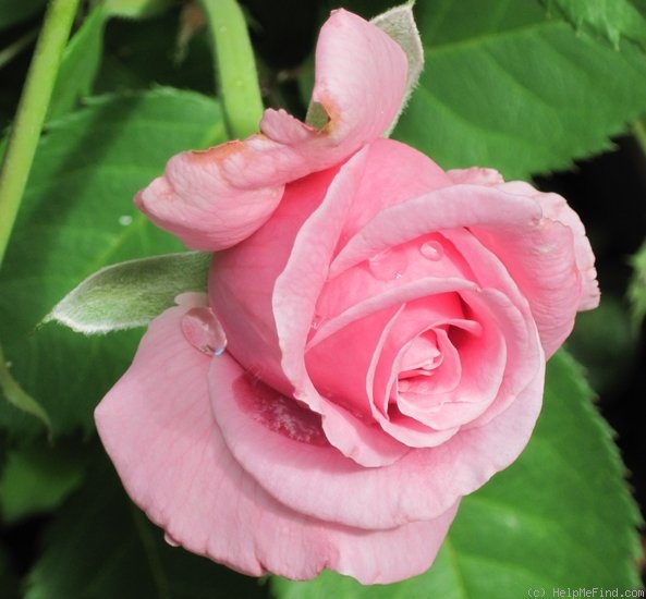 'Belinda's Dream (Shrub, Basye, 1988)' rose photo