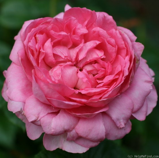 'Chantal Mérieux ®' rose photo