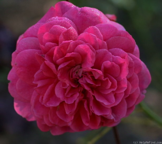 'Sir John Betjeman' rose photo