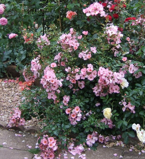 'Sweet Haze®' rose photo