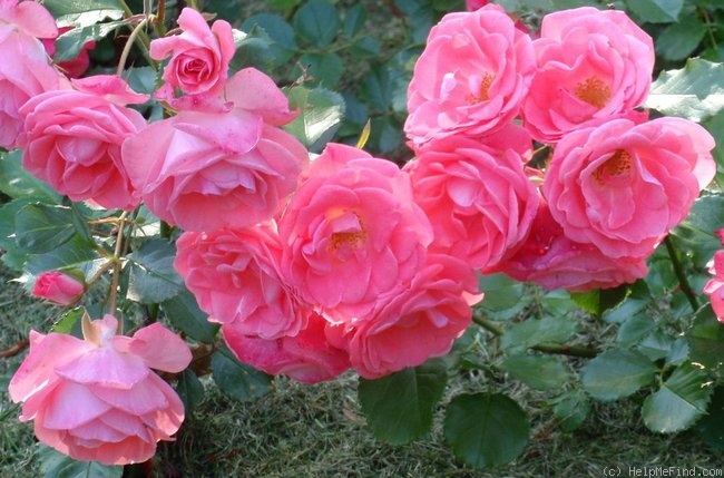 'Rosali' rose photo