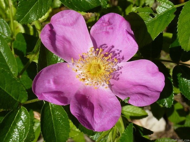 'Rosalina ™ (hybrid rugosa, Kordes 1992)' rose photo