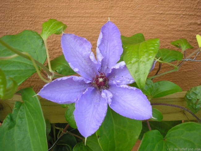 'C. 'Mrs. Cholmondeley'' clematis photo