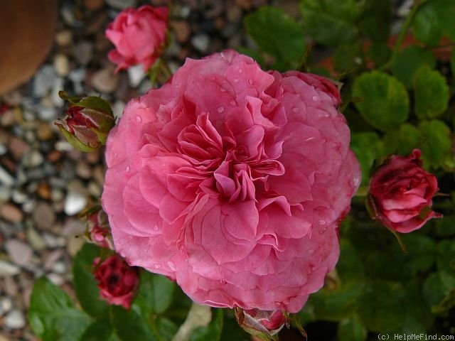 'Motsan' rose photo