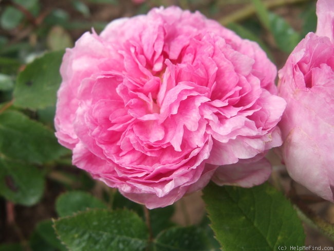 'Ville de Toulouse' rose photo