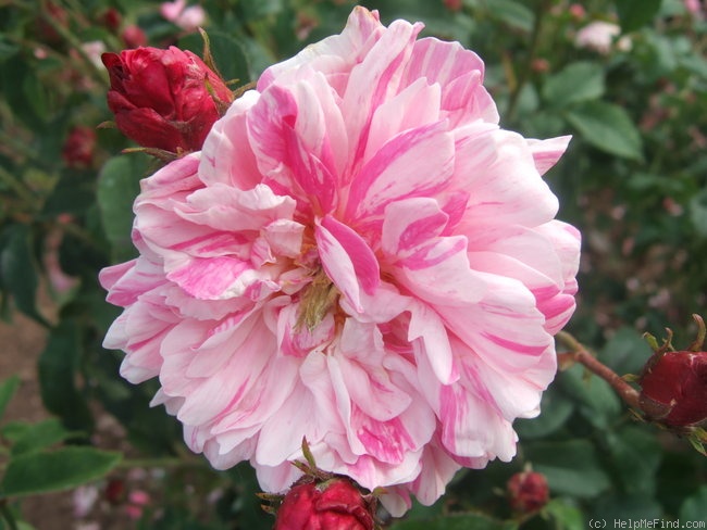 'Mécène' rose photo