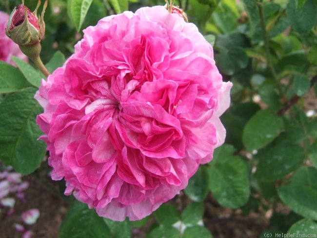 'Ypsilante' rose photo