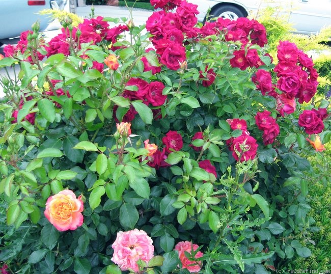'Dr. Huey' rose photo