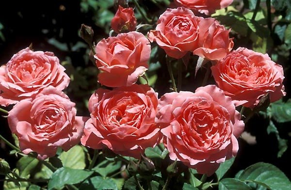 'Roses'  photo