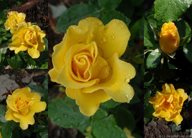 'Adson von Melk' rose photo