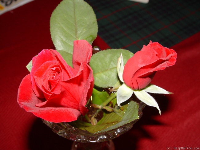 'Beloved (hybrid tea, Zary 2001)' rose photo