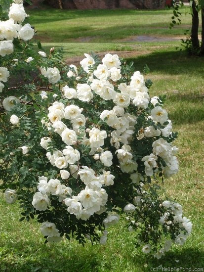 '<i>Rosa pimpinellifolia</i> 'plena'' rose photo