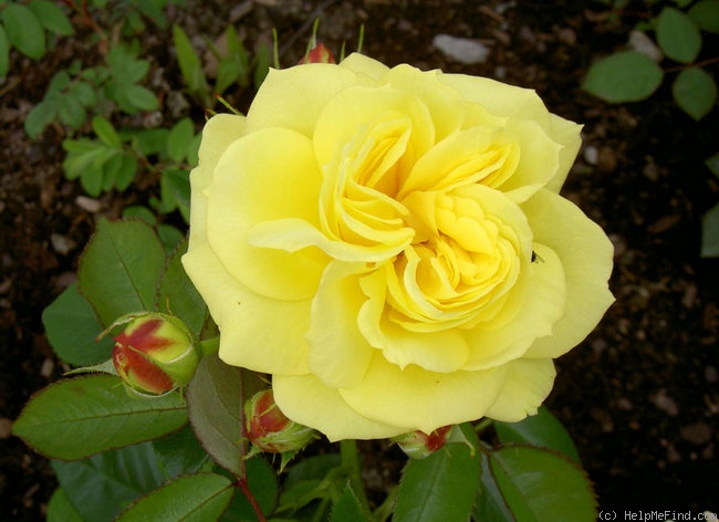 'Jan Spek' rose photo