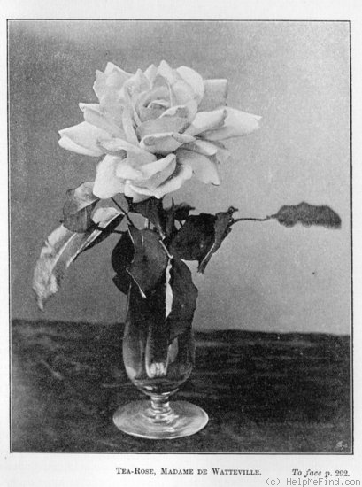 'Madame de Watteville' rose photo