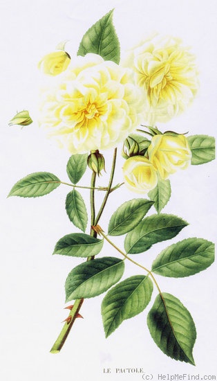 'Le Pactole (Tea, Miellez, 1834)' rose photo