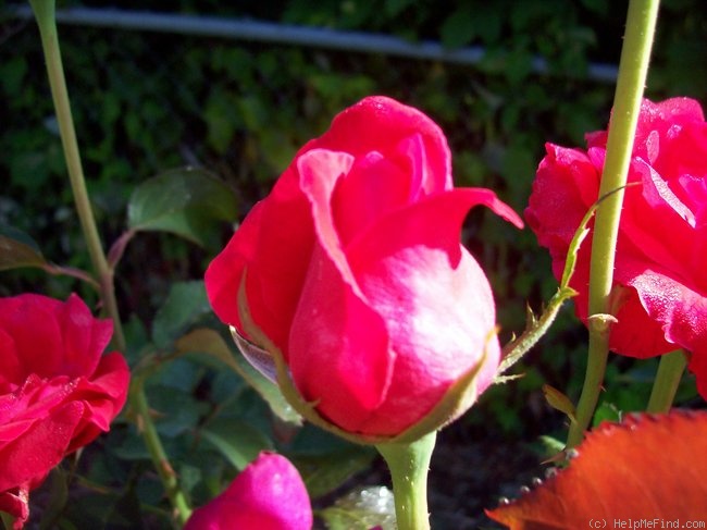 'Margaret Chase Smith' rose photo