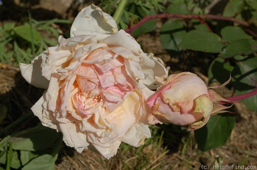 'Albert Hoffmann' rose photo