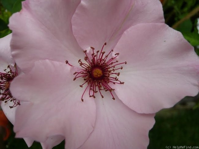 'Dainty Bess' rose photo