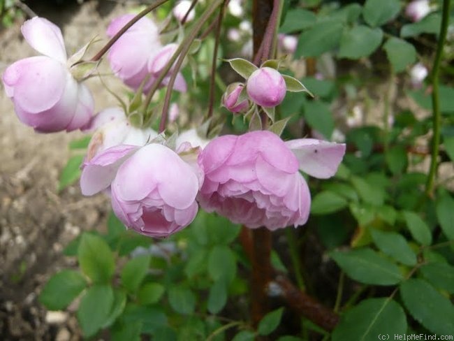 'Mozart's Lady' rose photo