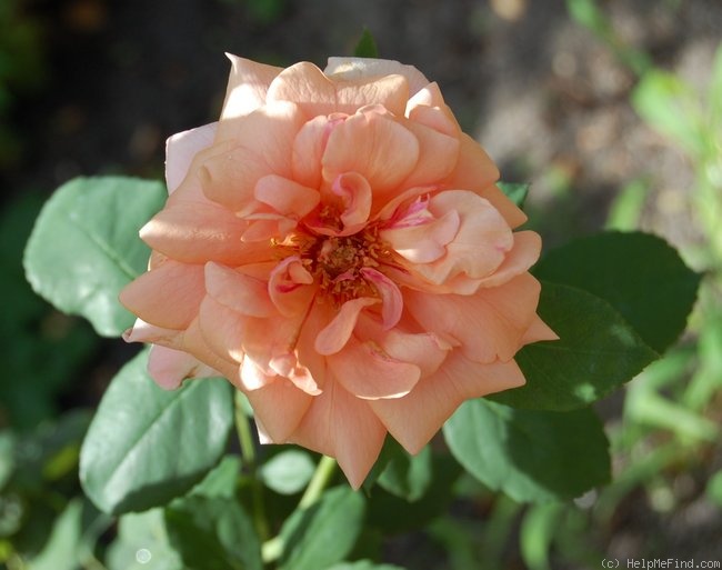 'Sunlit' rose photo