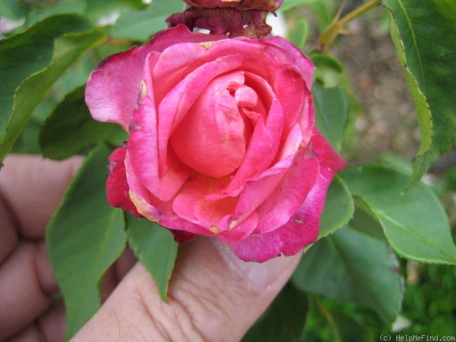 'Rose Romarin' rose photo