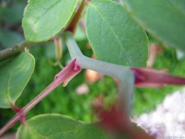 'Souvenir de Germain de Saint-Pierre' rose photo