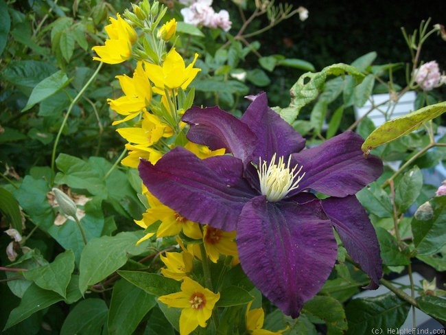 'Warszawska Nike' clematis photo