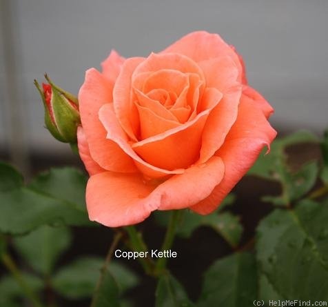 'Copper Kettle (floribunda, Williams, 1978)' rose photo