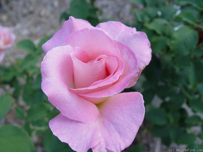 'Tiffany (hybrid tea, Lindquist, 1953)' rose photo