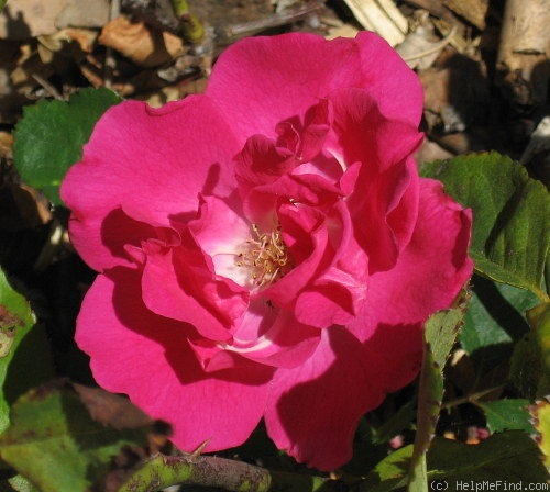 'Lafayette (floribunda, Nonin, 1918)' rose photo