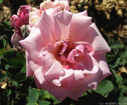 'Rapture' rose photo