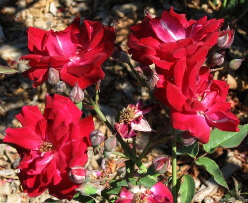 'Fabvier' rose photo