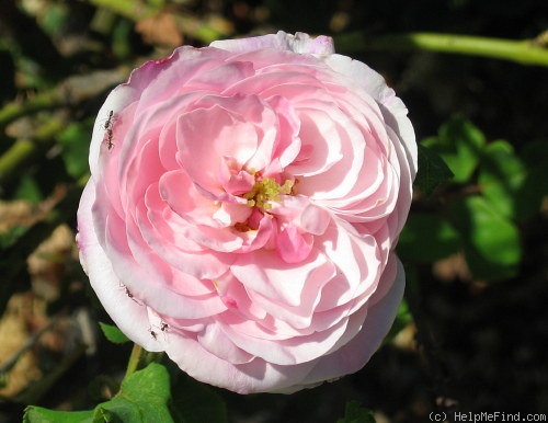 'Lady Emily Peel' rose photo