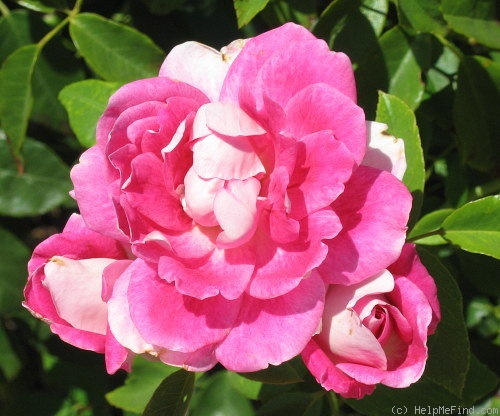 'Brilliant Pink Iceberg' rose photo