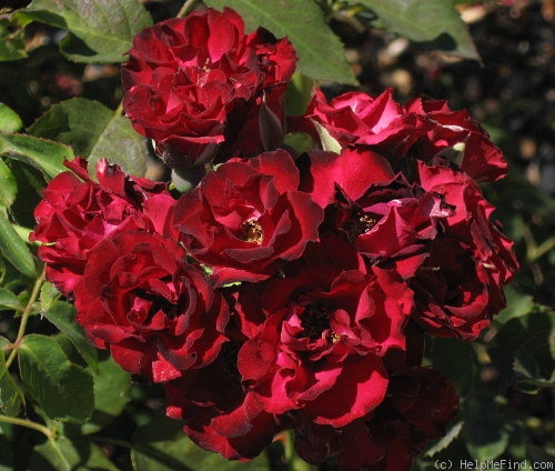 'Wehrinsel' rose photo