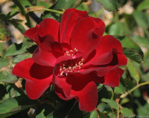 'Ville d'Ettelbruck' rose photo