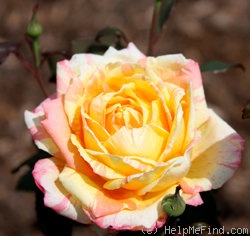 'Rainbow Niagara' rose photo