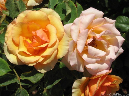 'Anne Harkness (Floribunda, Harkness, 1979)' rose photo