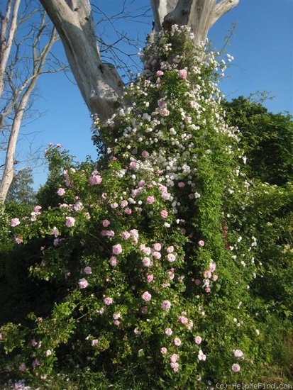 'Paul's Himalayan Musk Rambler' rose photo