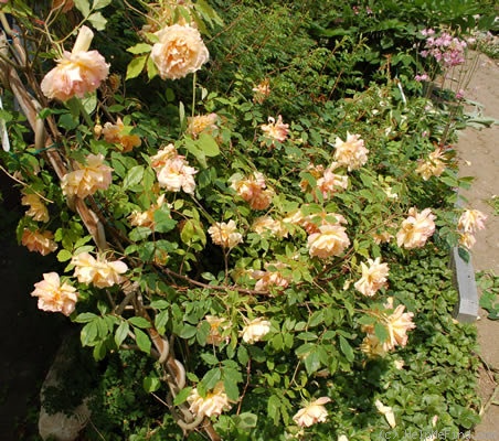 'Fortune's Double Yellow' rose photo