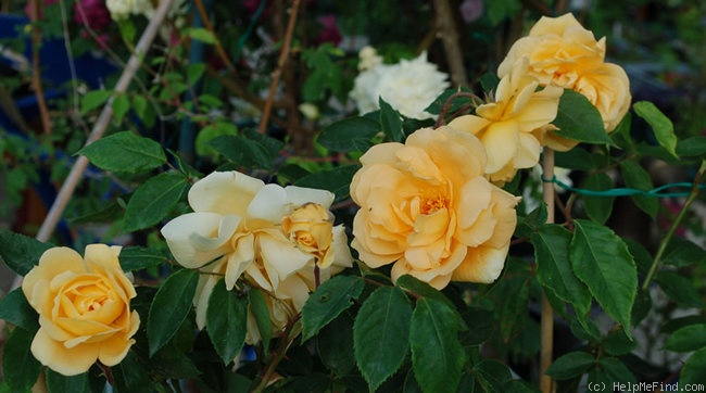 'Francesca (Hybrid Musk, Pemberton, 1922)' rose photo