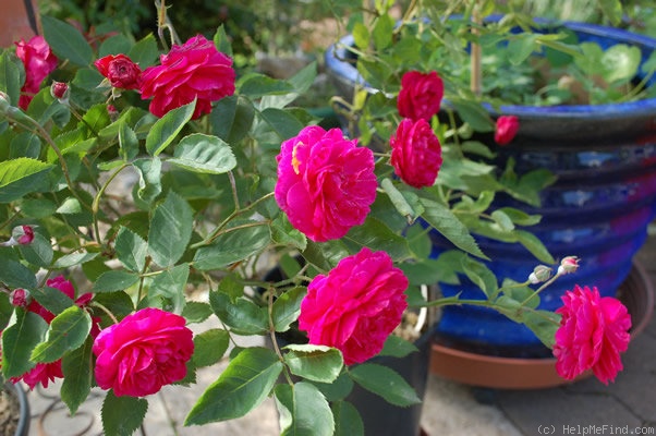 'Geschwinds Schönste' rose, click to enlarge 'Geschwinds Schönste' rose photo