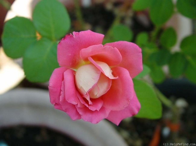 'Bolivar ™' rose photo