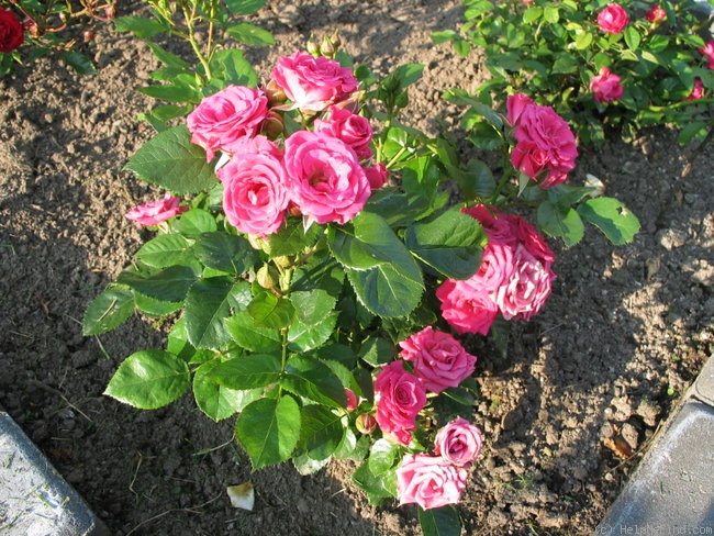 'Lovely Lydia ®' rose photo