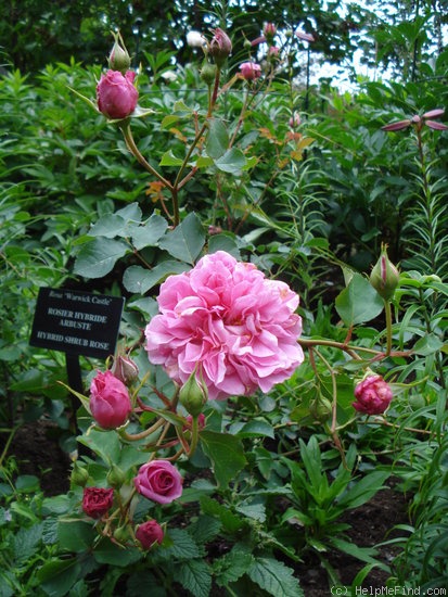 'Warwick Castle ®' rose photo