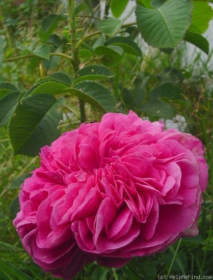 'Duc de Cambridge (damask, Laffay, 1840)' rose photo