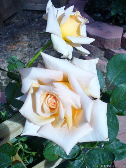 'Sunset Celebration ™' rose photo